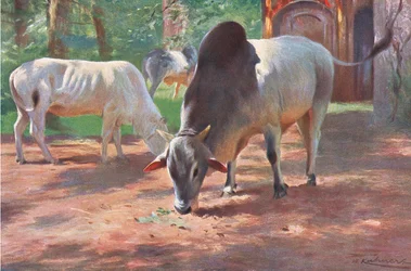 Ganado jorobado indio, de Fauna del mundo publicado por Frederick Warne & Co, c.1900